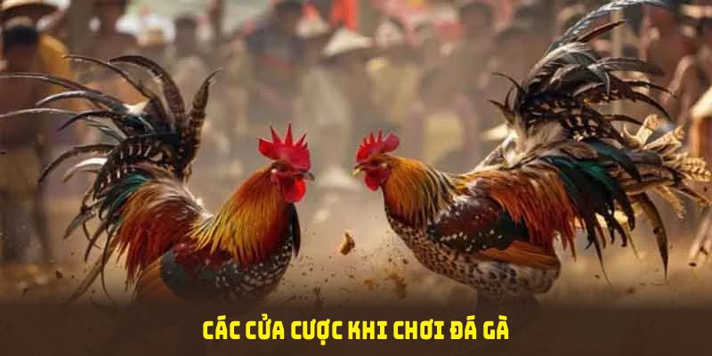 Các cửa cược khi chơi đá gà cựa sắt cần được nắm chắc