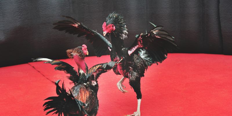 Các hình thức đá gà kuwin hiện hành trong năm