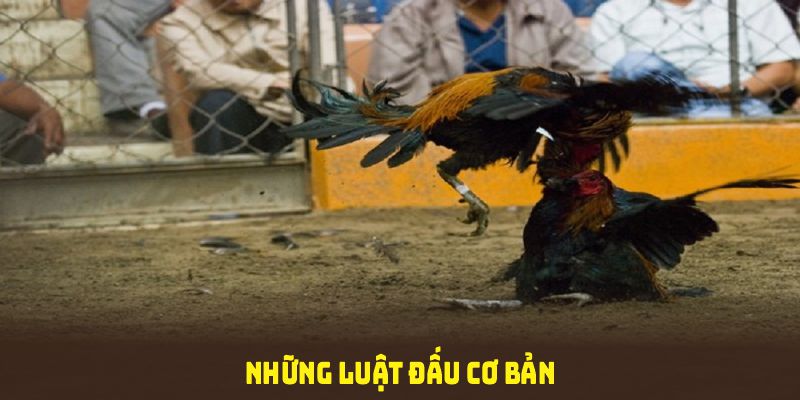 Những luật đấu cơ bản trong đá gà cựa sắt cần phải nắm vững