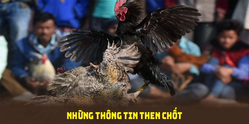 Những thông tin then chốt về đá gà cựa sắt cần được nắm rõ