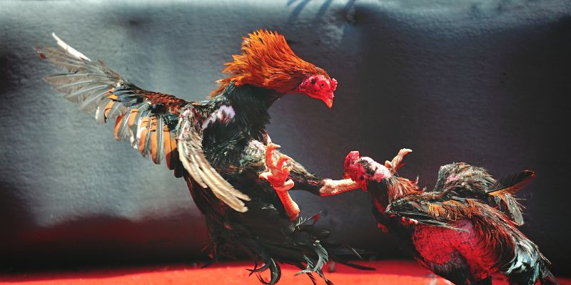 Sự nổi bật mà hình thức cược này đã và đang mang đến